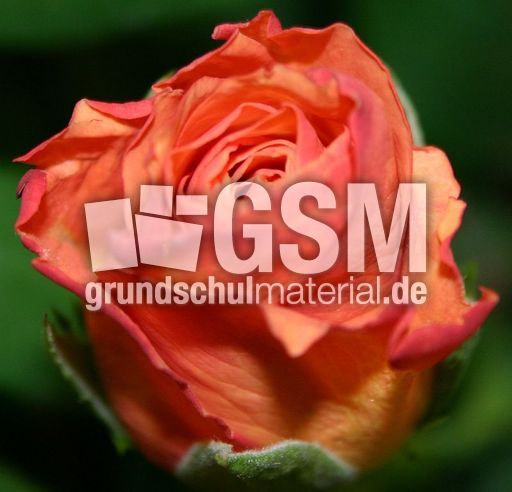 Rose-orange.jpg